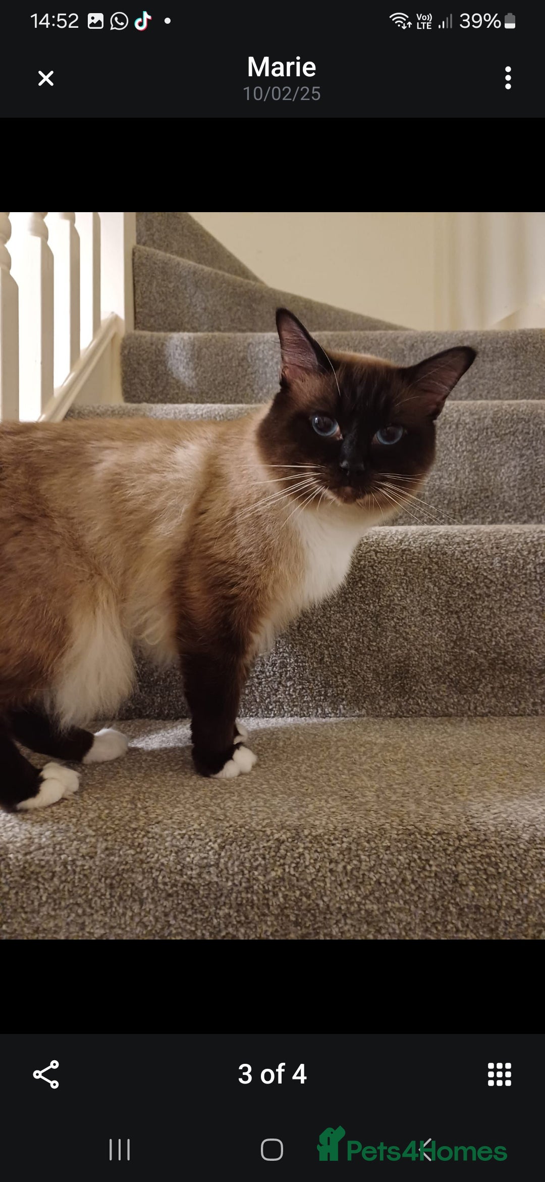 Ragdoll cats for sale: 3 gorgeous fluffy ragdoll kittens  - Image 12