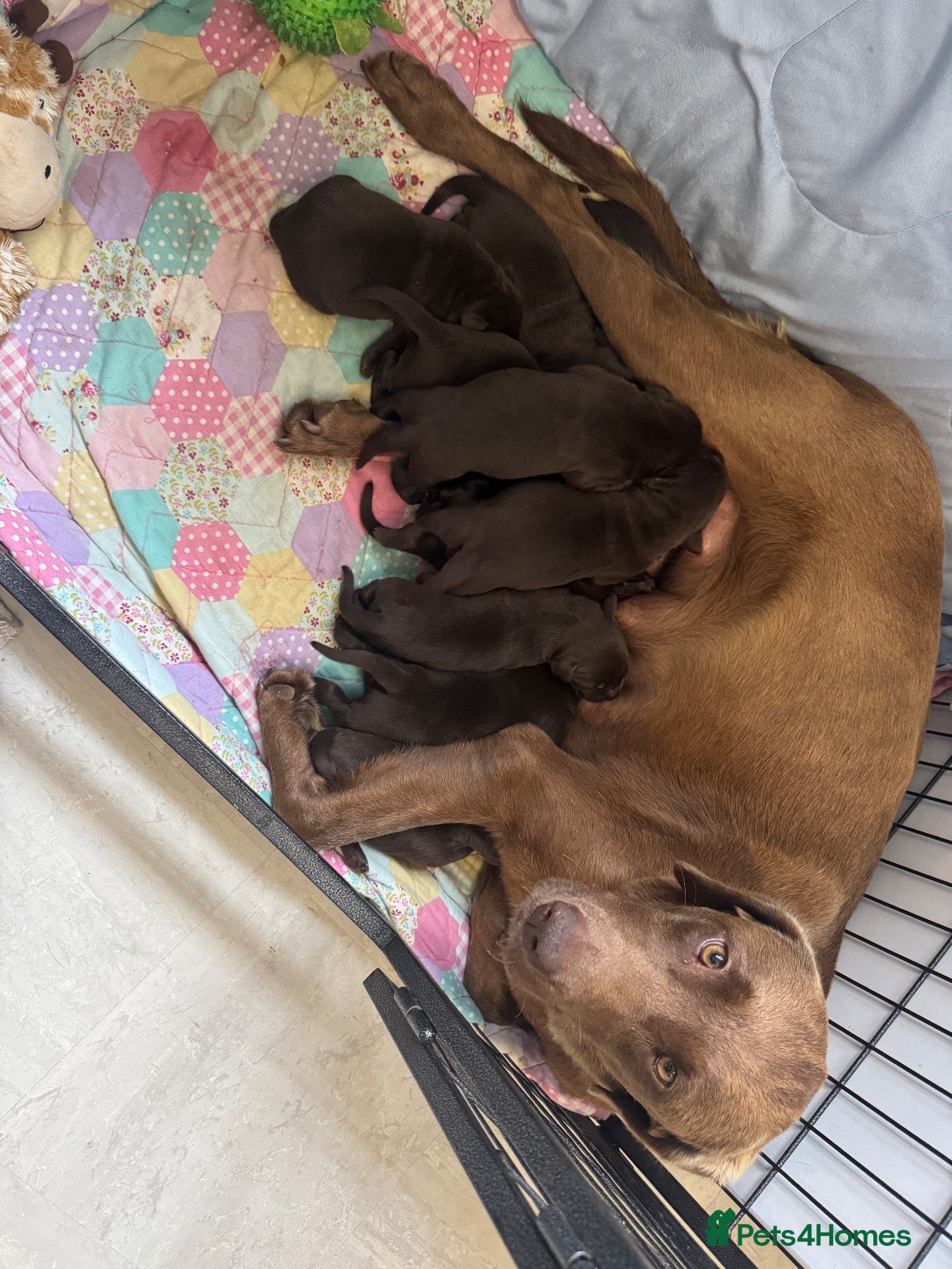 Labrador Retriever dogs Chunky chocolate Labrador puppies  - Advert 2