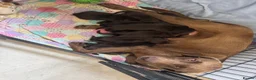 Labrador Retriever dogs for sale: Chunky chocolate Labrador puppies  - Advert 2