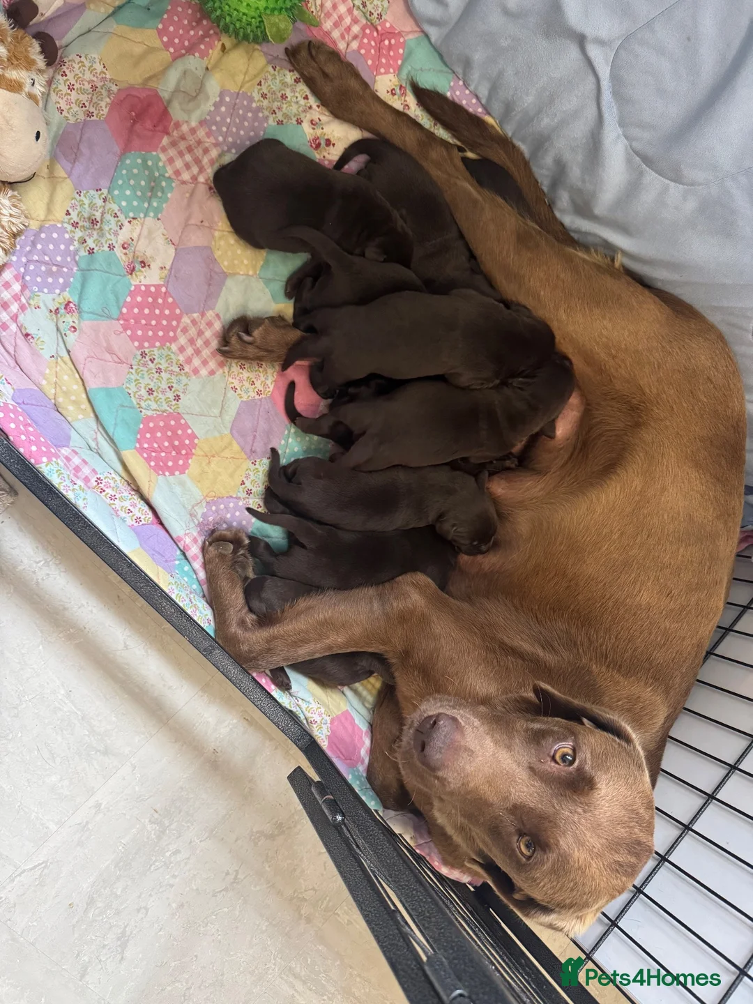 Labrador Retriever dogs for sale: Chunky chocolate Labrador puppies  - Advert 2