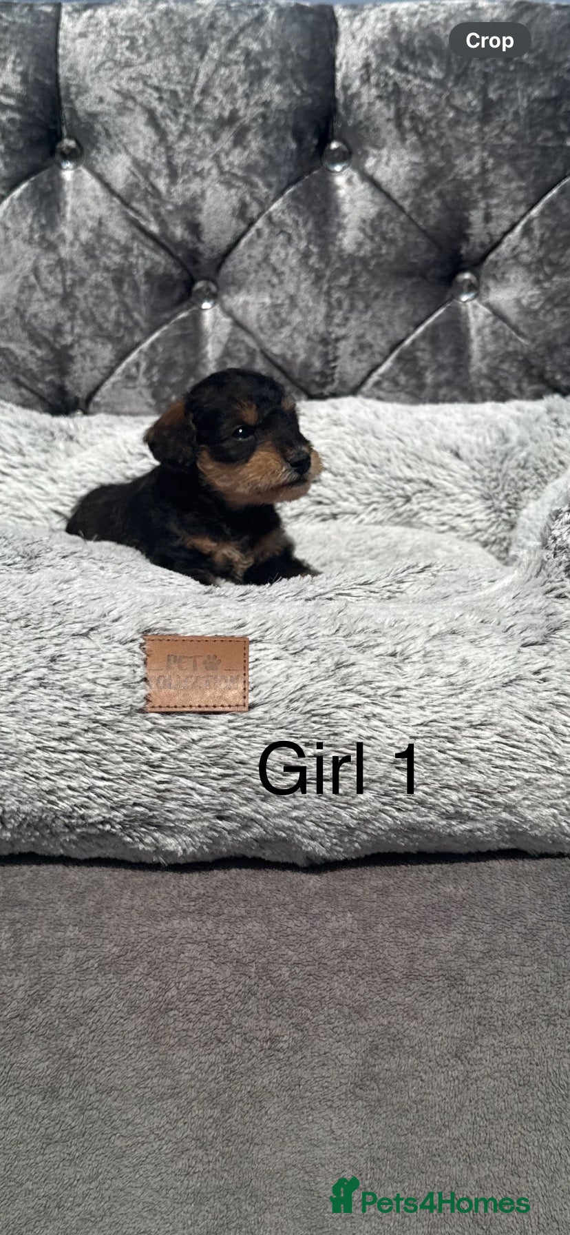 Schnoodle dogs Gorgeous mini snoodles - Advert 1