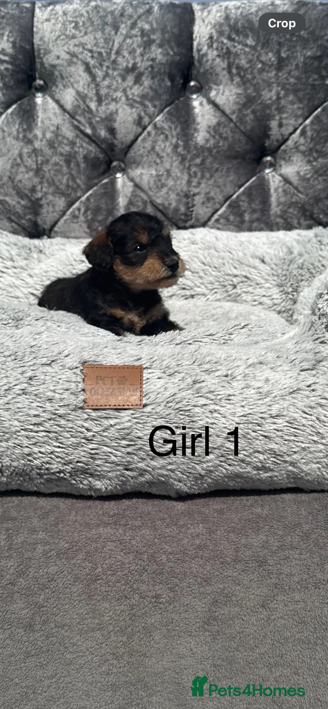 Schnoodle dogs for sale: Gorgeous mini snoodles in Worcester - Advert 1
