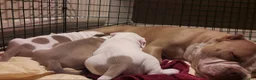 American Bully dogs for sale: American Bully Standard  - Advert 6
