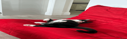 Domestic Shorthair cats for sale: My boy needs a new home due to my allergy - Advert 4