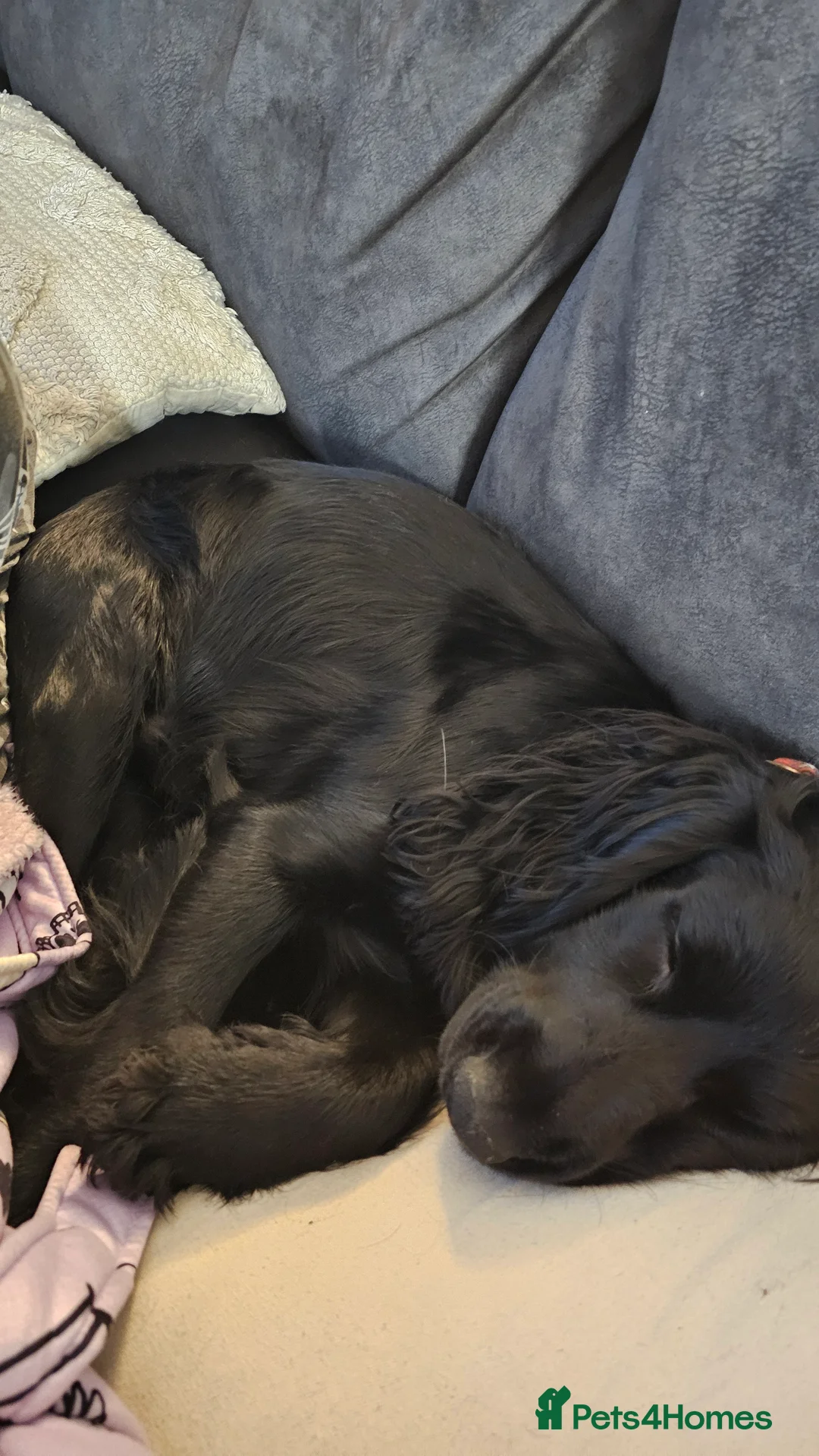 Cocker Spaniel dogs for sale: 2 cockerspaniels for rehoming together - Advert 12