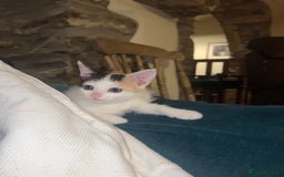 Mixed Breed cats for sale: Calico kittens for sale - Image 4
