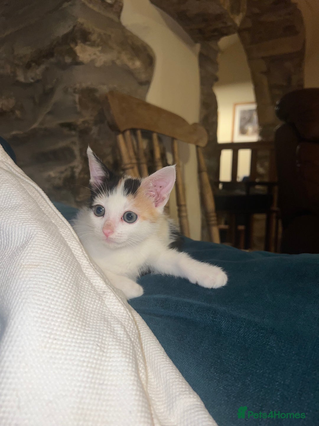 Mixed Breed cats for sale: Calico kittens for sale - Image 4