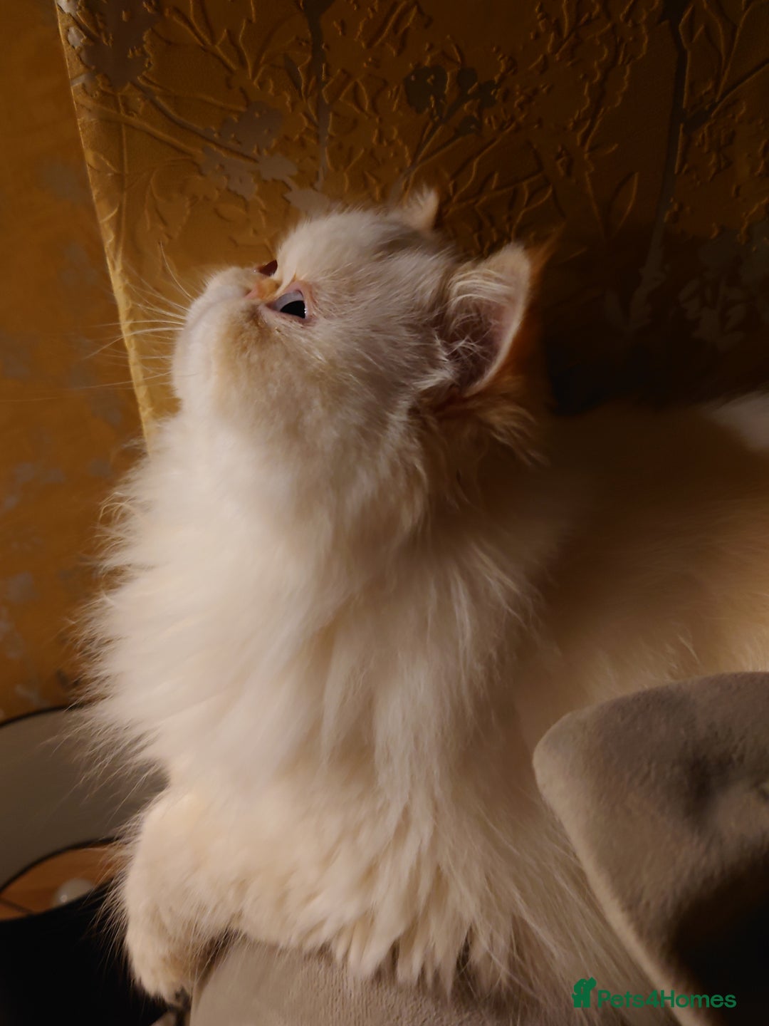Persian cats for sale: Persian Kittens  - Image 21