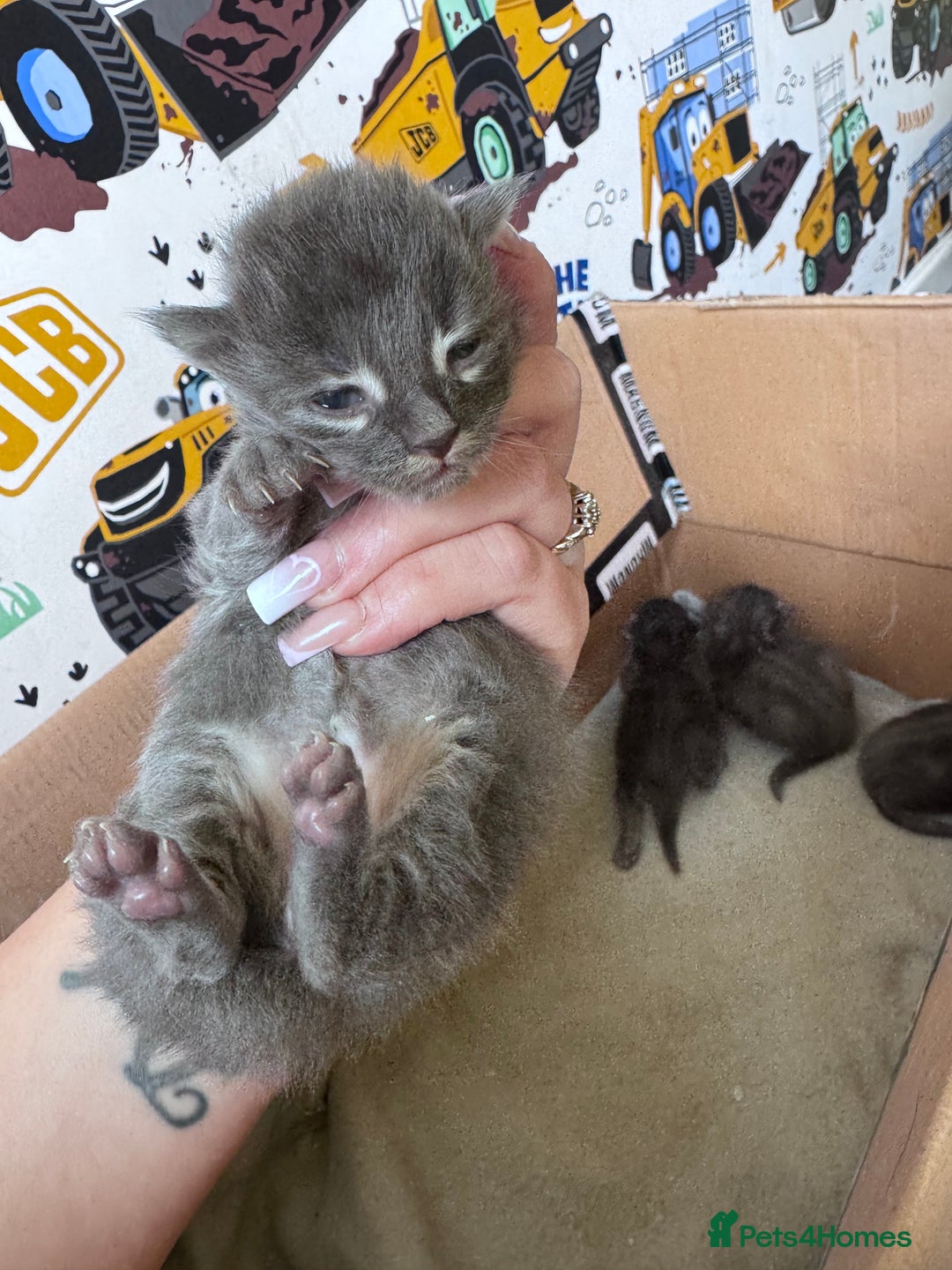 Maine Coon cats for sale: Maine coon kittens  - Image 9