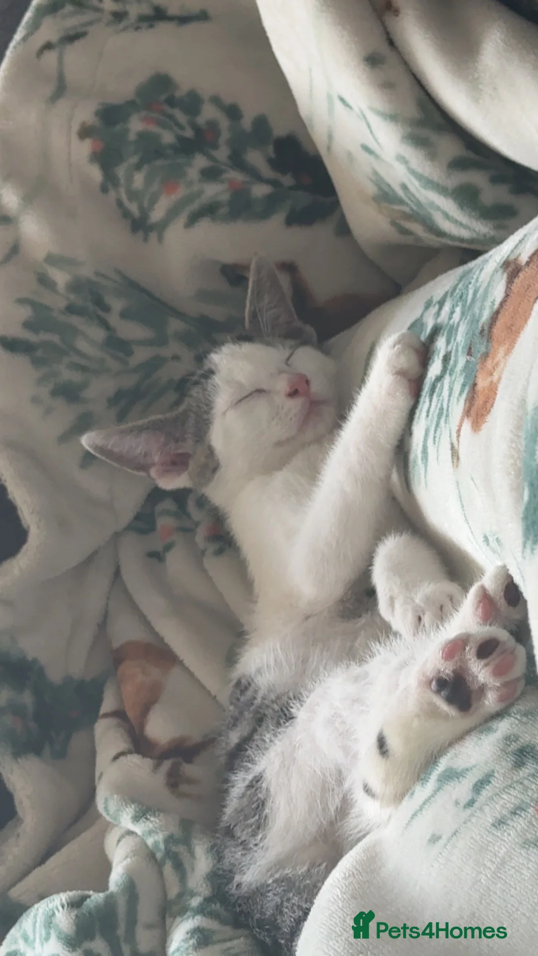 Mixed Breed cats for sale: 1 year old cat in Stockton-on-Tees - Advert 9