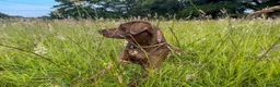 Labrador Retriever dogs for sale: Stunning KC Registered Labrador Puppies FTC Lines - Advert 4