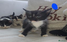 Mixed Breed cats for sale: Savannah Mix Litter🩷 discount if take two. 3 left - Image 19