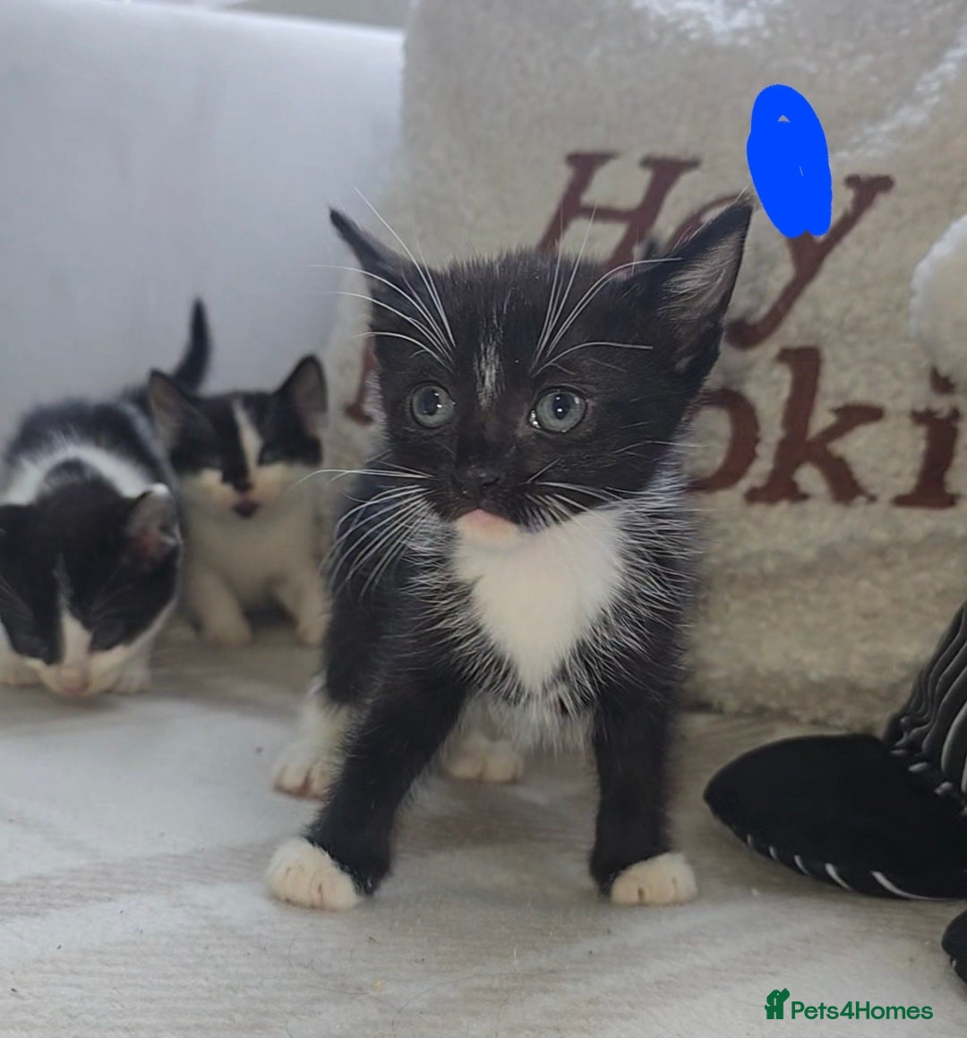 Mixed Breed cats for sale: Savannah Mix Litter🩷 discount if take two. 3 left - Image 19