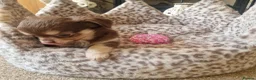 Chihuahua dogs for sale: Long coat Chihuahua puppies  - Advert 6