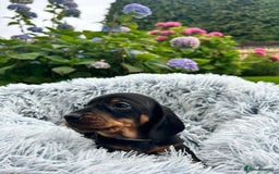 Miniature Dachshund dogs for sale: Kc reg PRA clear miniature dachshund puppies  - Image 11