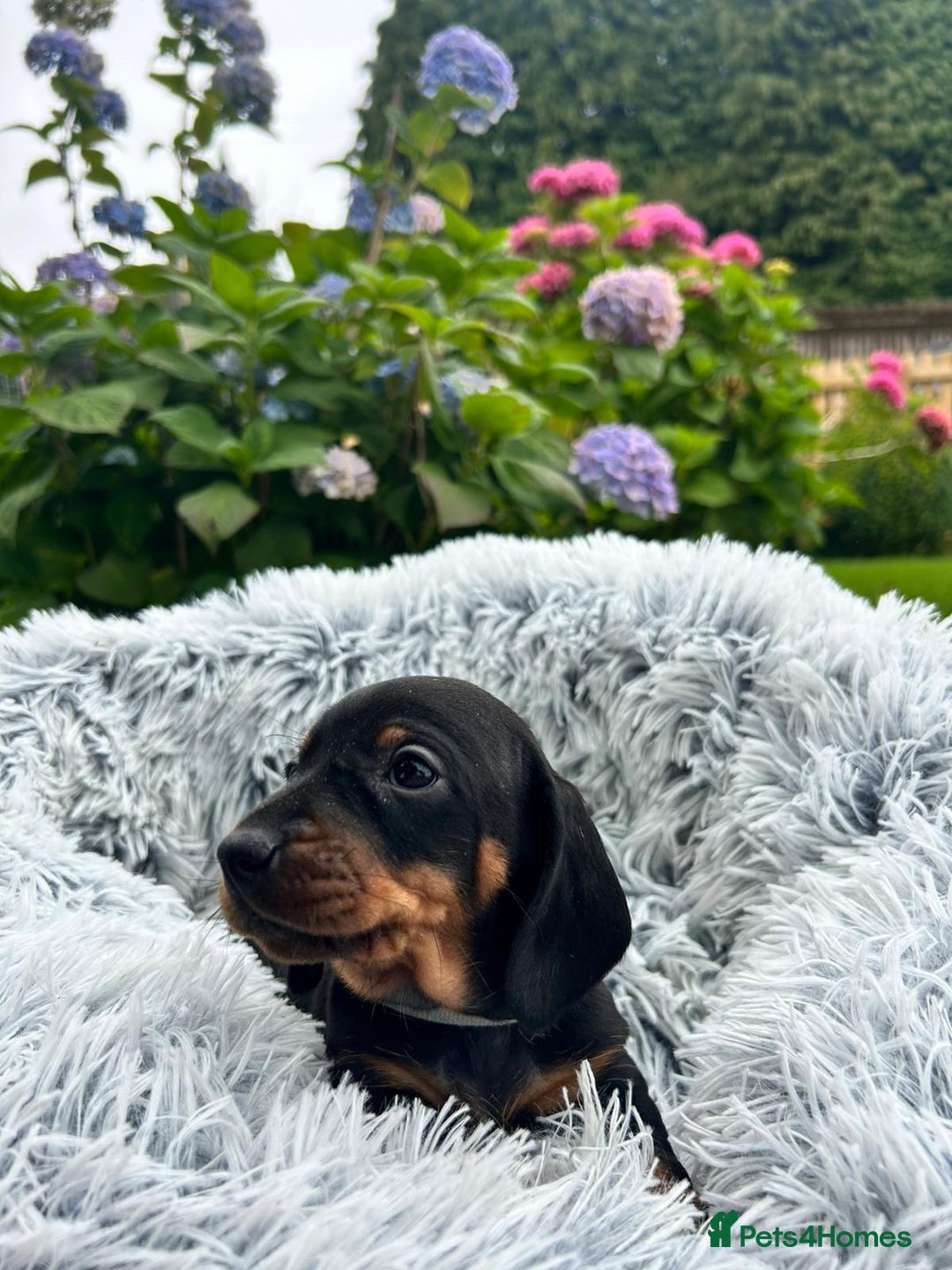 Miniature Dachshund dogs for sale: Kc reg PRA clear miniature dachshund puppies  - Image 11
