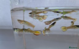Live Bearers fish for sale: Guppy fish males tiger hybrids - Image 6