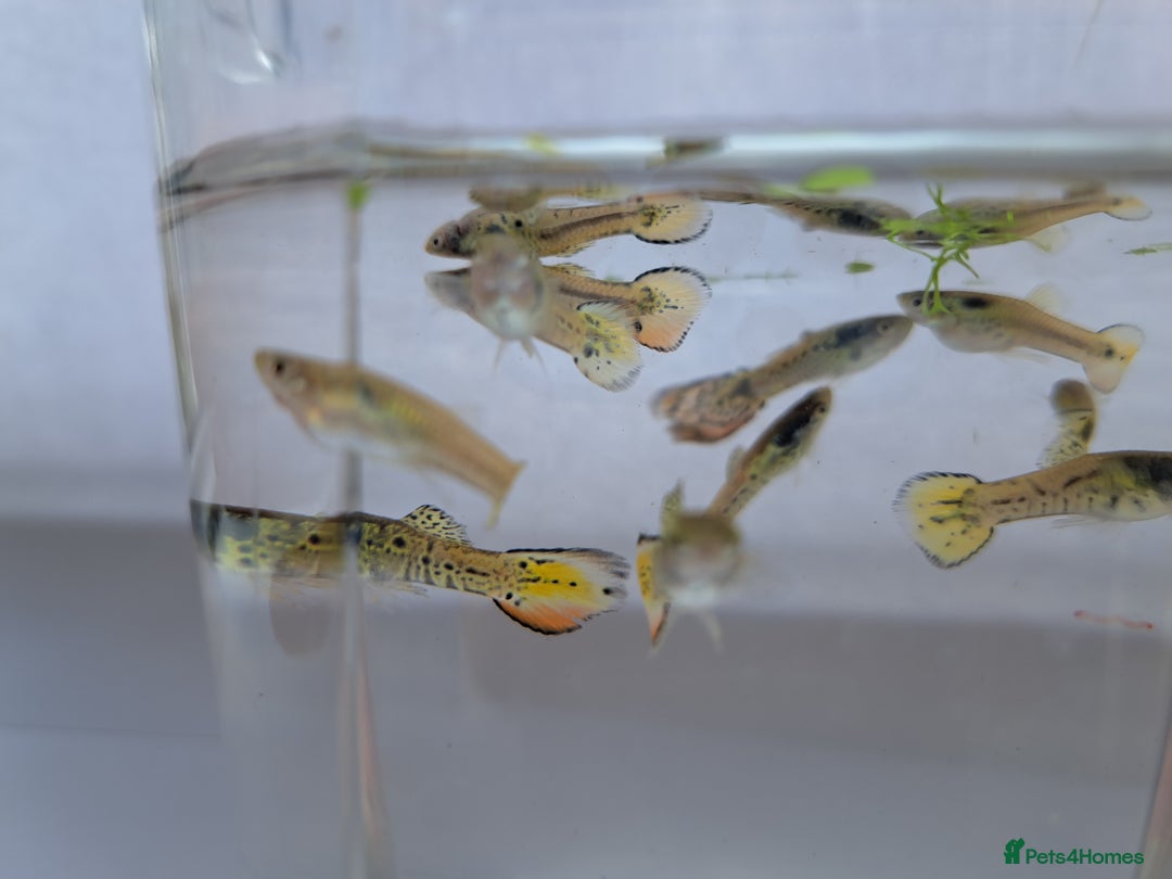 Live Bearers fish for sale: Guppy fish males tiger hybrids - Image 6
