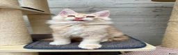 Maine Coon cats for sale: TICA pedigree Stunning Maine coon kittens  - Advert 14