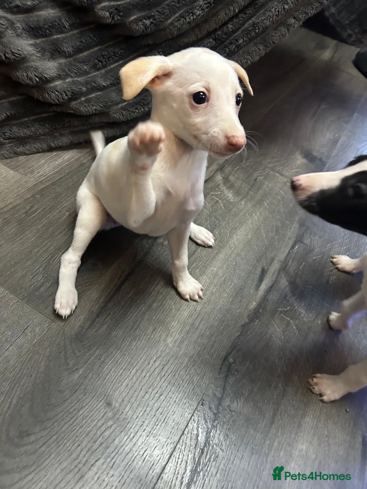 Whippet dogs Last Beautiful whippet girl KC registered  - Advert 1