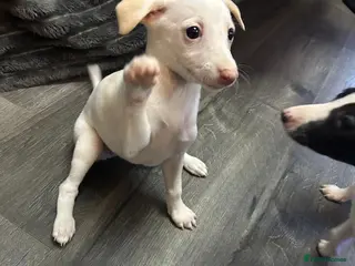 Whippet dogs Last Beautiful whippet girl KC registered - Advert 1