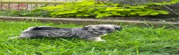 Schnoodle dogs for sale: Gorgeous Schnoodle Puppies  - Advert 21