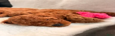 Cavapoo 2