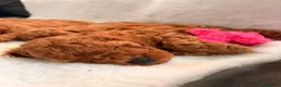 Cavapoo dogs for sale: Stunning Fox red F1b cavapoo puppies in Cranbrook - Advert 4