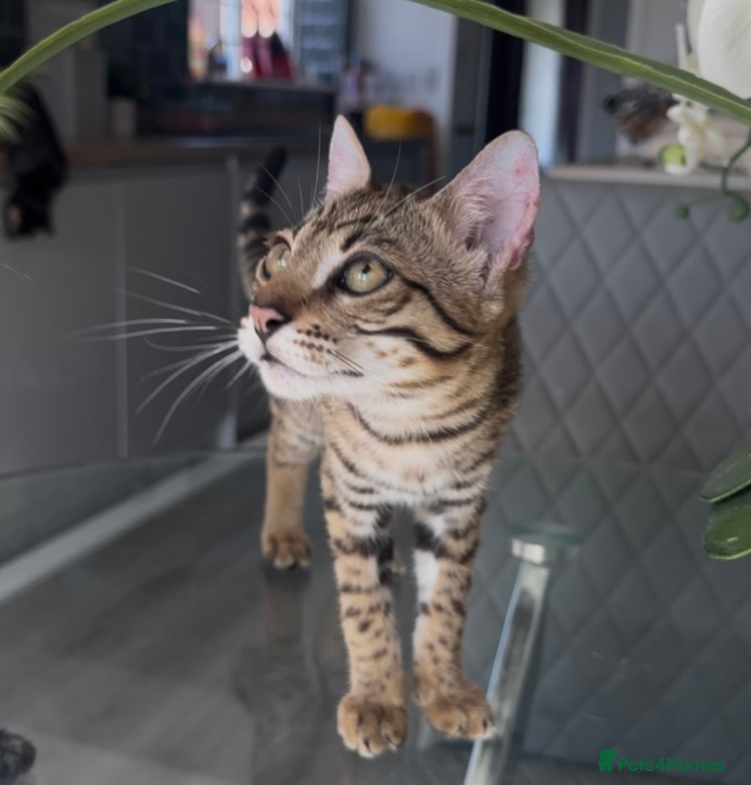 Bengal cats for sale: Intensively socialised bengal kittens - lap cats! in Scunthorpe - Image 2