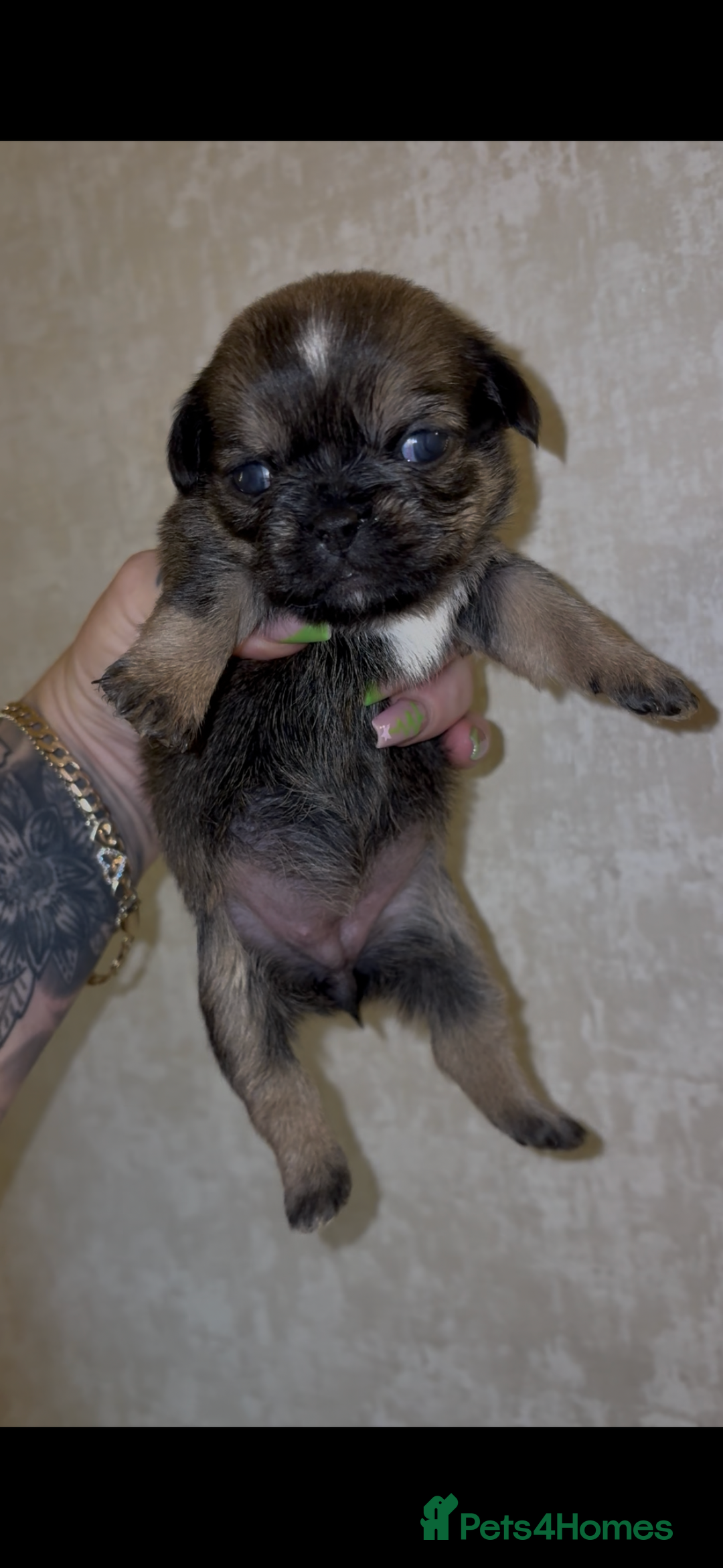 Griffon Bruxellois dogs for sale: Brussels griffons  - Advert 24