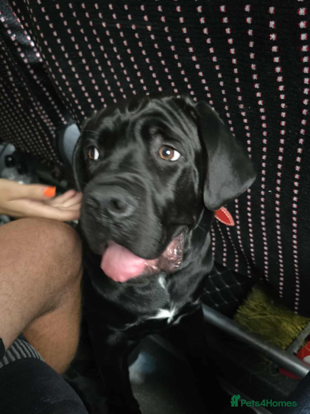 Cane Corso dogs for sale: Sell cane corso - Image 2
