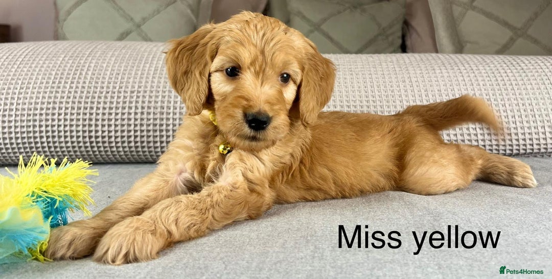 Goldendoodle dogs for sale: Hereditary clear mum. Fully hip elbow and DNA Dad. - Image 33