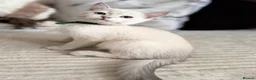British Shorthair cats for sale: Beautiful BSH Blue Golden TICA kittens - Advert 14