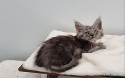 Maine Coon cats for sale: Pedigree Maine Coon Kittens for sale  - Image 30