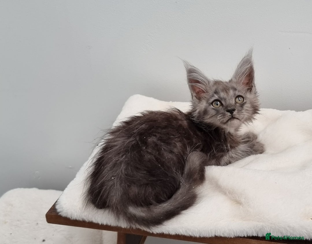 Maine Coon cats for sale: Pedigree Maine Coon Kittens for sale  - Image 30