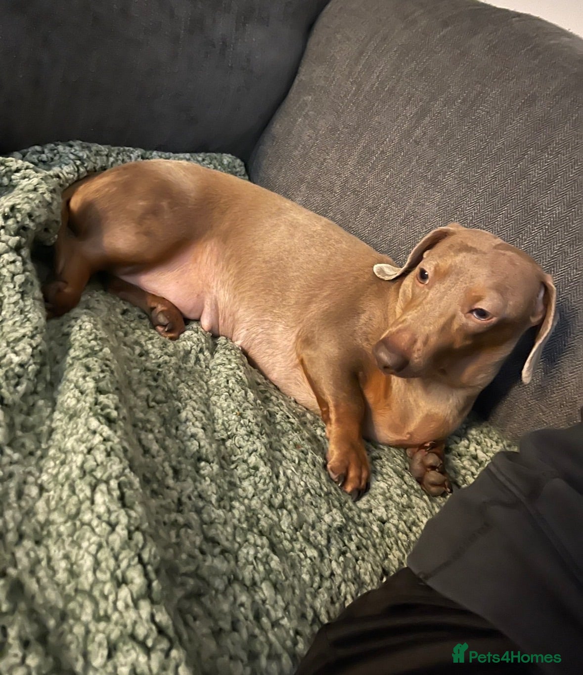 Miniature Dachshund dogs Miniature smoothair dachshund puppies 🐶  - Advert 5