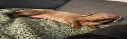 Miniature Dachshund dogs for sale: Miniature smoothair dachshund puppies 🐶  - Advert 1