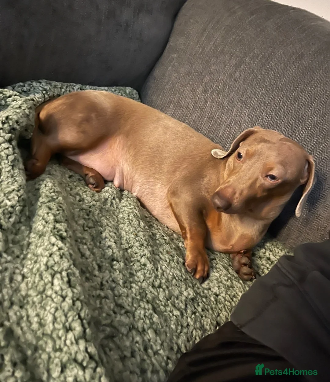 Miniature Dachshund dogs for sale: Miniature smoothair dachshund puppies 🐶  - Advert 1