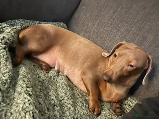 Miniature Dachshund dogs Miniature smoothair dachshund puppies 🐶 - Advert 8