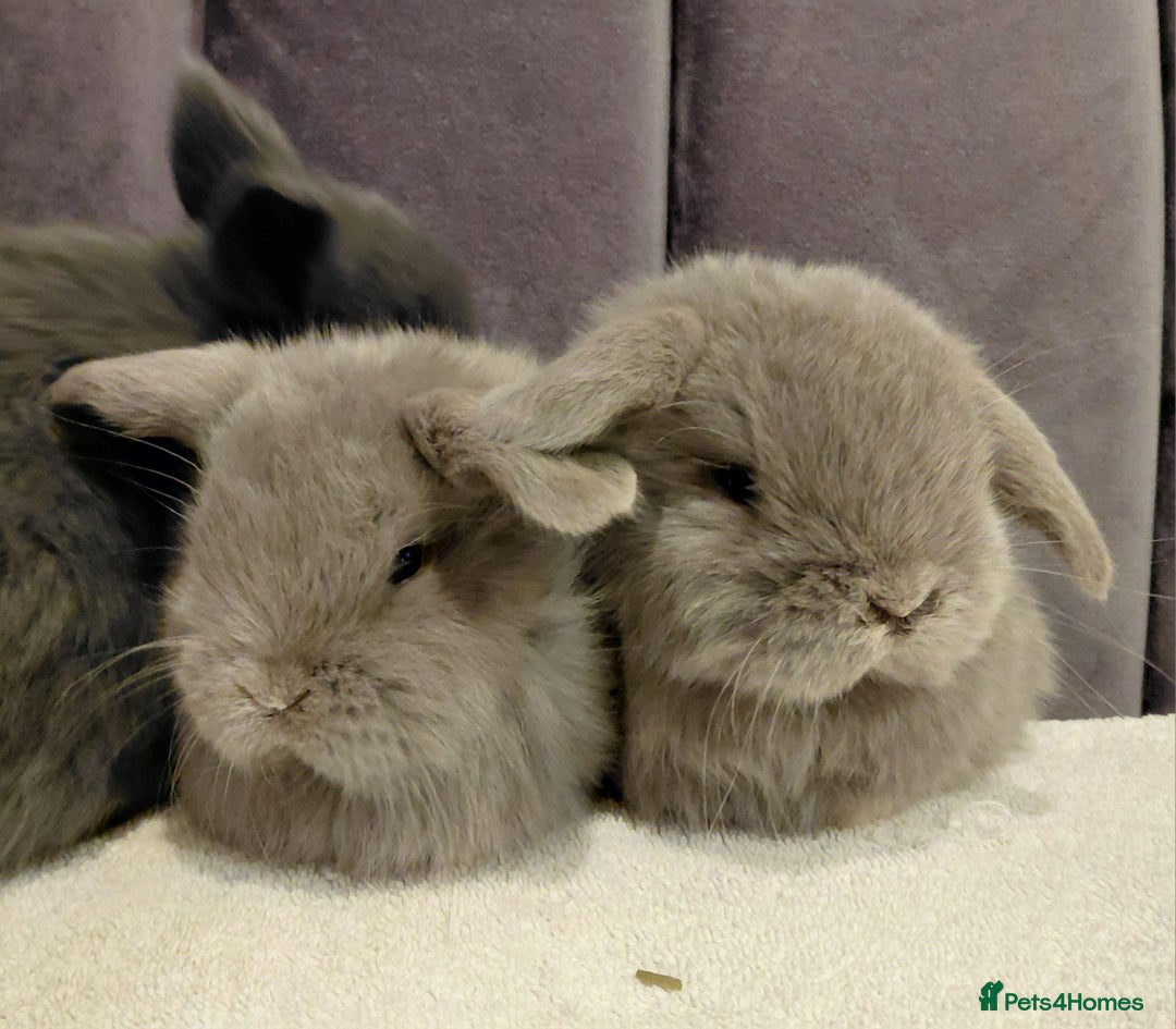 Mini Lop rabbits for sale: Gorgeous Mini Lop Babies for sale - Advert 5