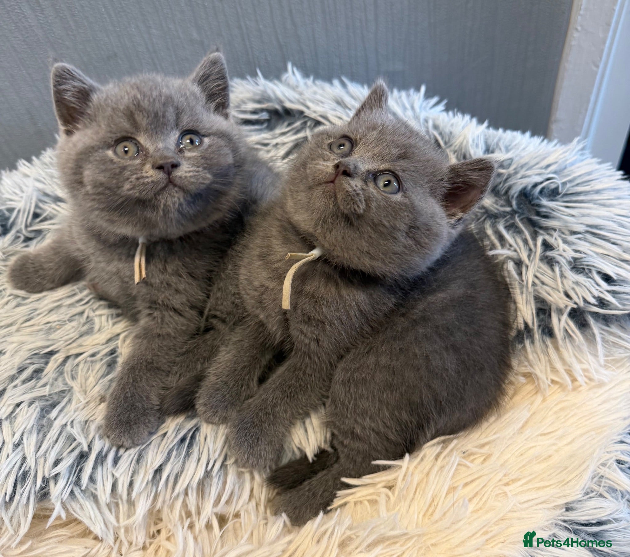 British Shorthair cats British blue shorthair REDUCED £400 - Advert 2