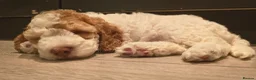 Cockapoo dogs for sale: Stunning F2b cockapoo puppies 8 weeks old - Advert 3