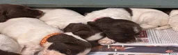 English Springer Spaniel dogs for sale: FTCH Sired Springer Spaniel Puppies - Advert 20