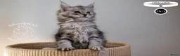 Maine Coon cats for sale: Stunning Maine Coon Kittens - Advert 23