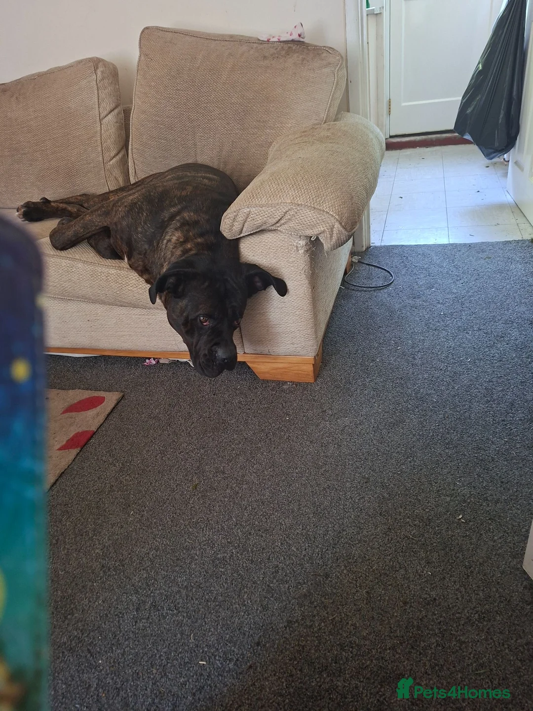 Cane Corso dogs for sale: Miss christie vorster - Advert 2