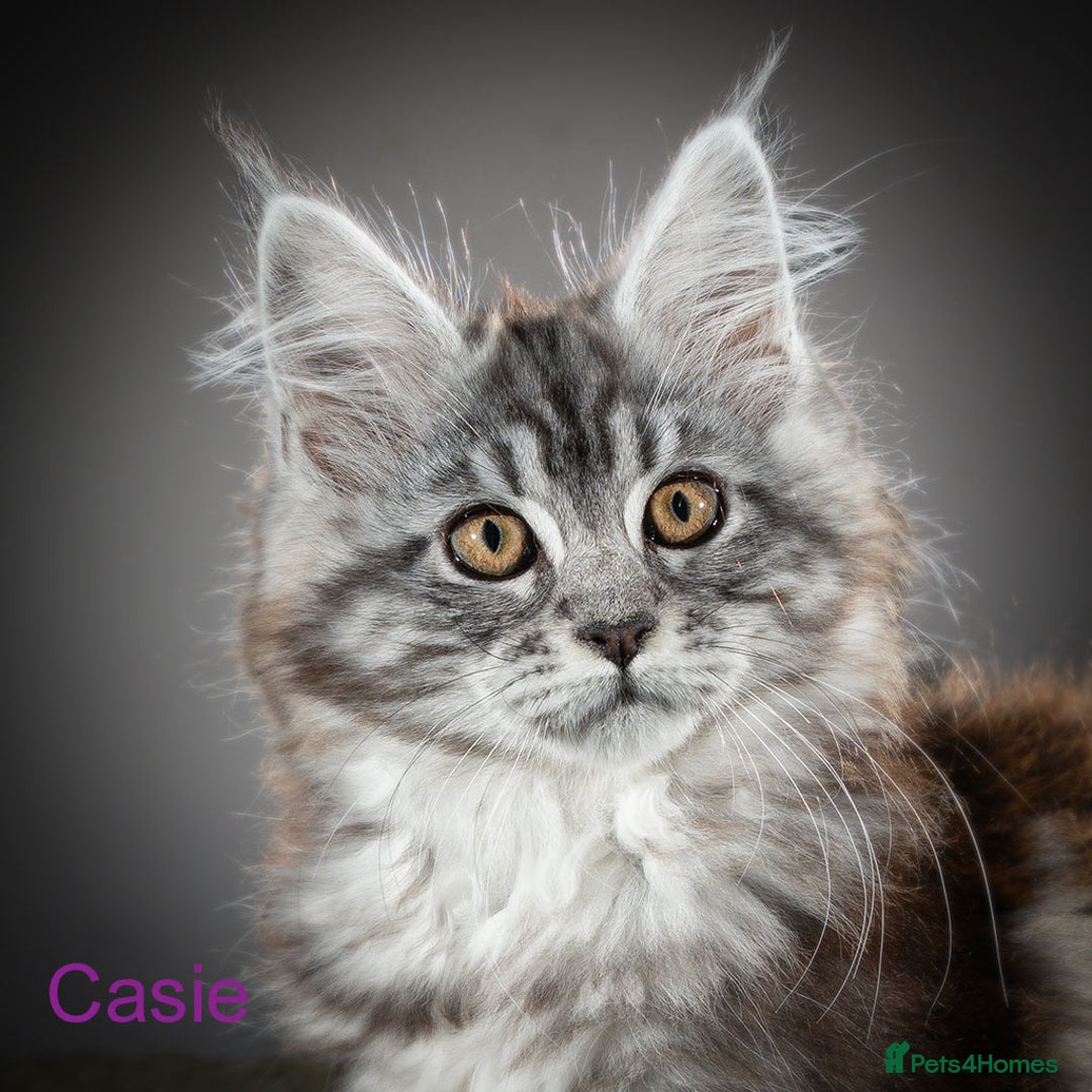 Maine Coon cats for sale: Purebred Maine Coon Kittens - Image 1