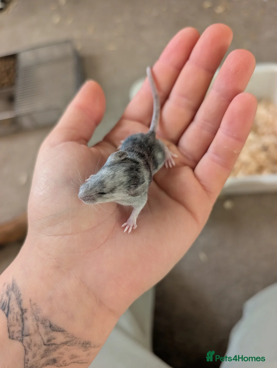 Mouse rodents for sale: Male and female splashed fancy mice  - Advert 5