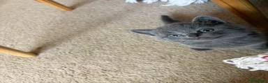 British Shorthair 2