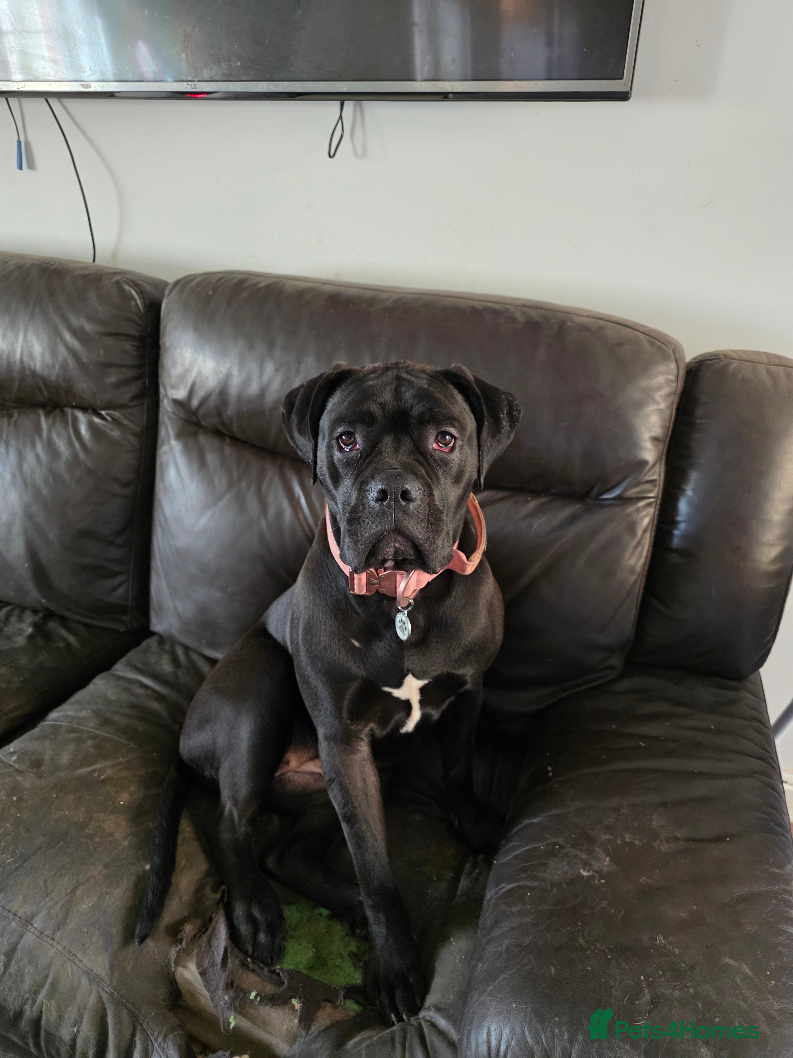 Cane Corso dogs Cane corso 1year old  - Advert 4