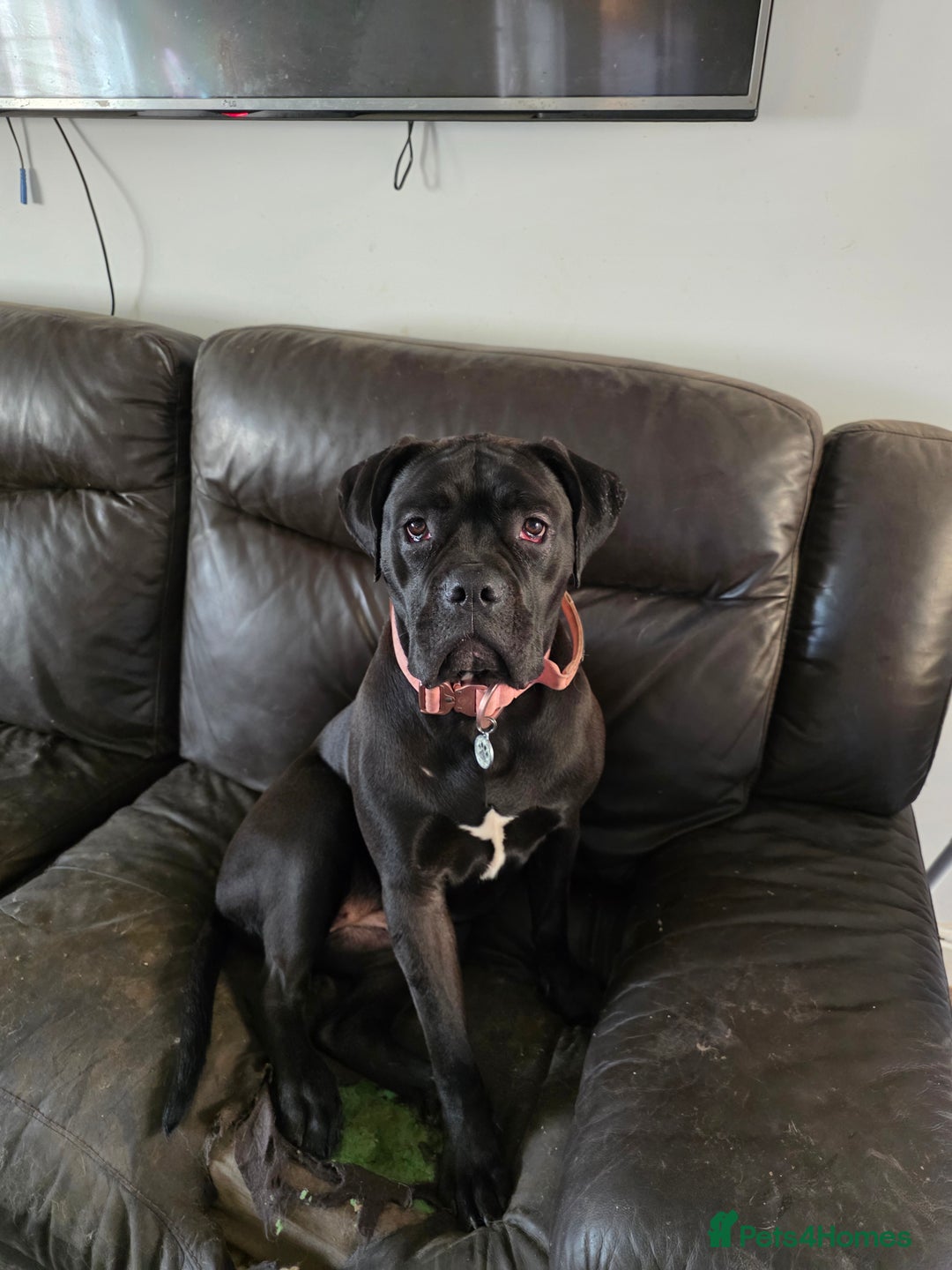 Cane Corso dogs for sale: Cane corso 1year old  - Advert 1